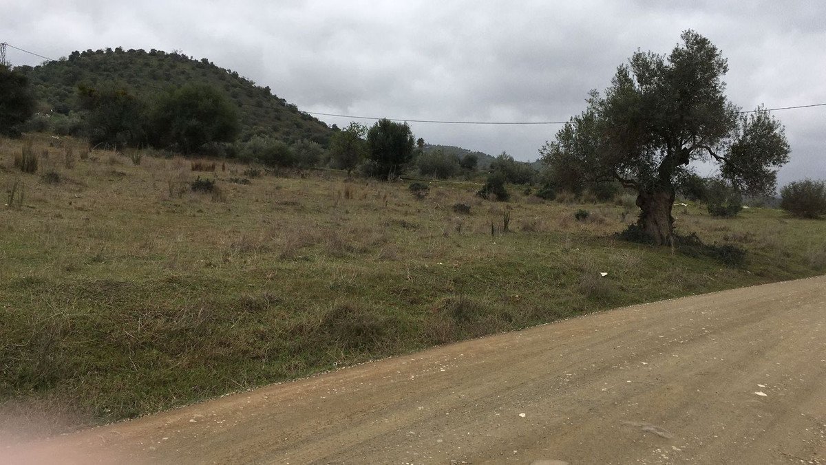 A wide view of a grassy field with rolling hills, sparse trees, and an old olive tree under a cloudy sky.