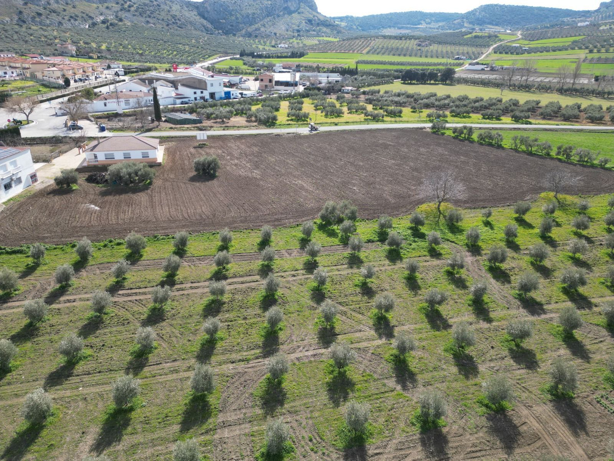 Luchtfoto van een olijfboomgaard met huis en omliggend landschap.