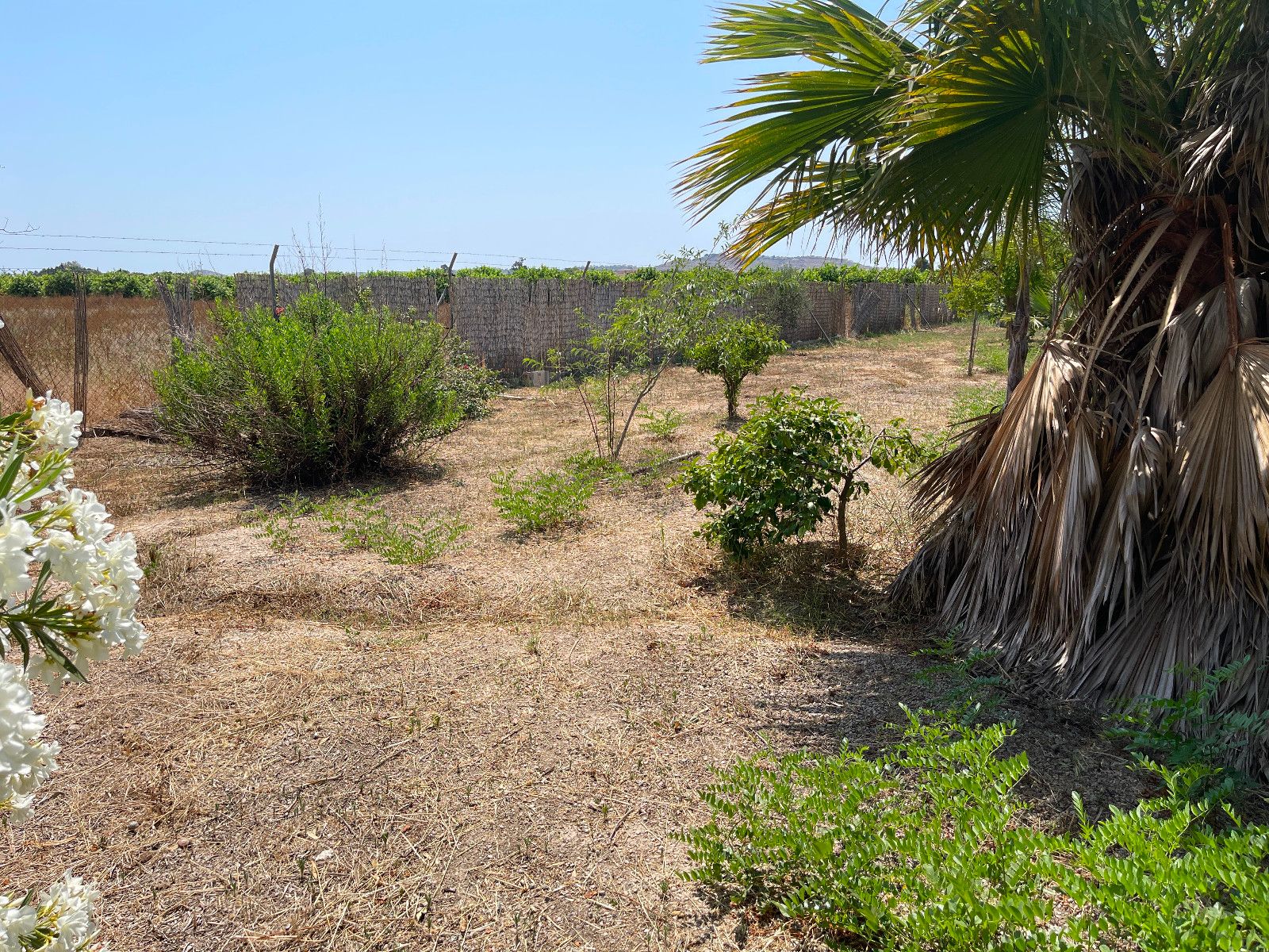 Landschap met droge grond en tuin met struiken en een palmboom.