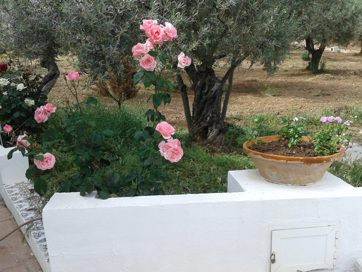 05 garden roses potted