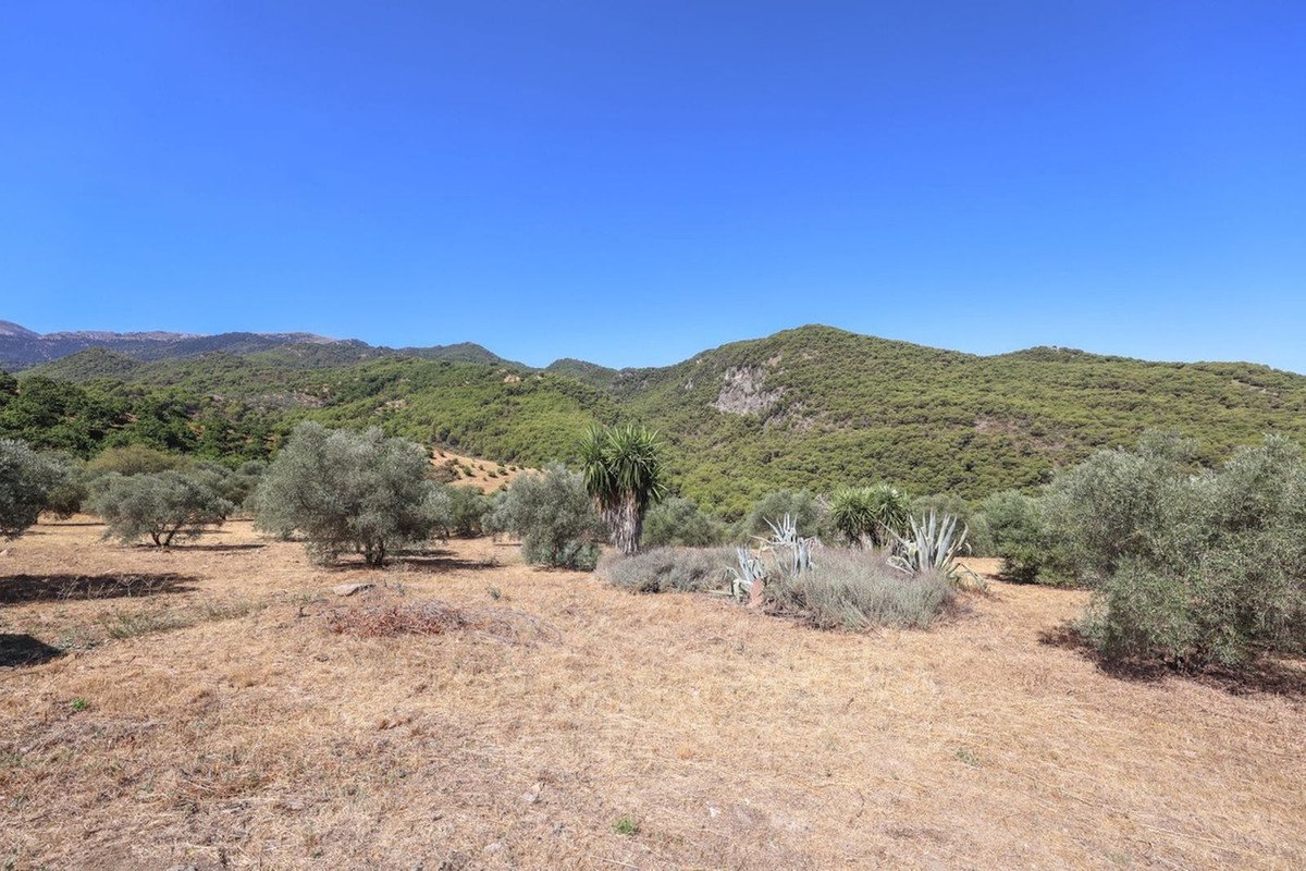 A dry, grassy landscape with olive trees and arid plants, leading to green, tree-covered hills under a clear blue sky.