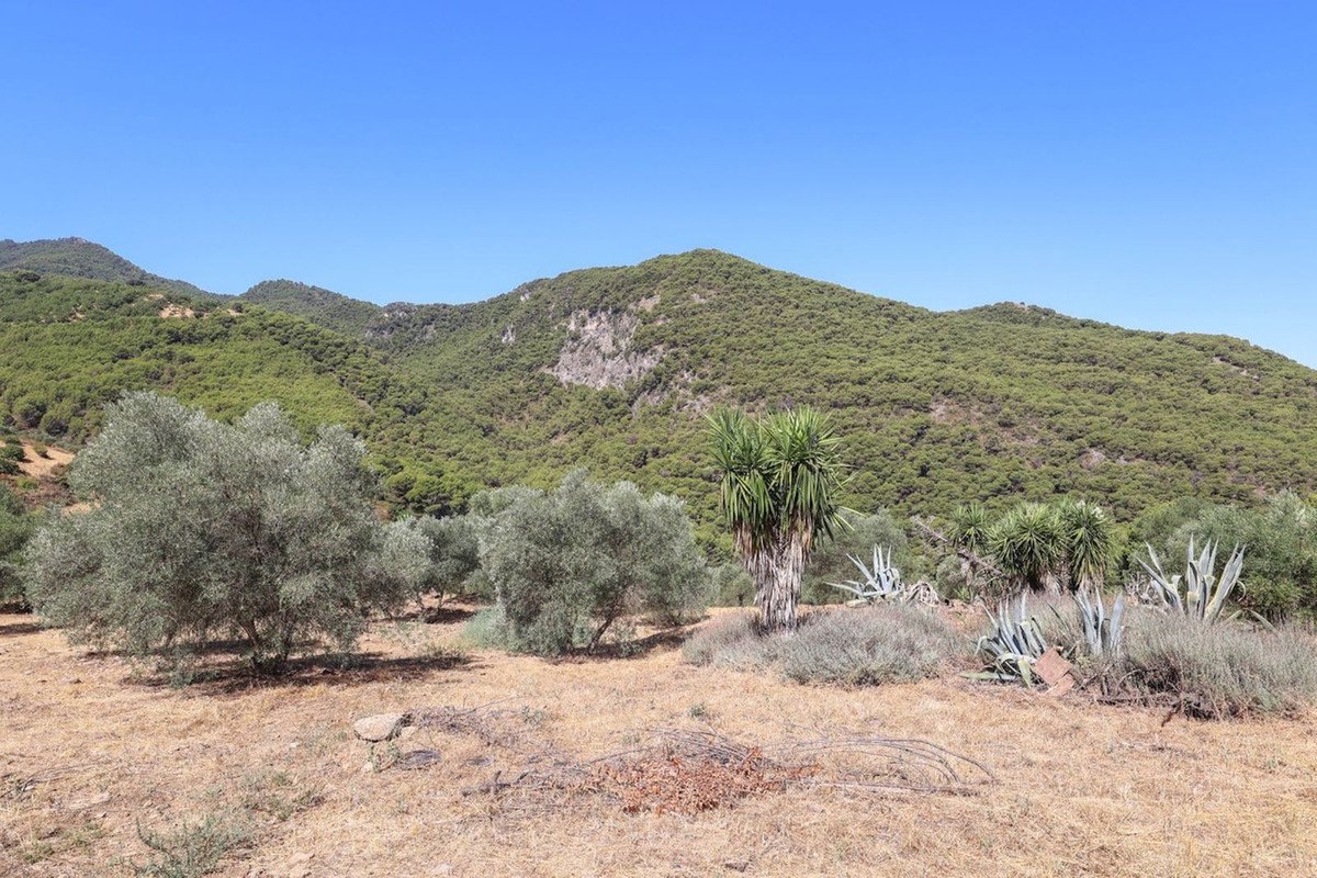 A rural landscape with rolling green hills, olive trees, and desert plants under a clear blue sky.