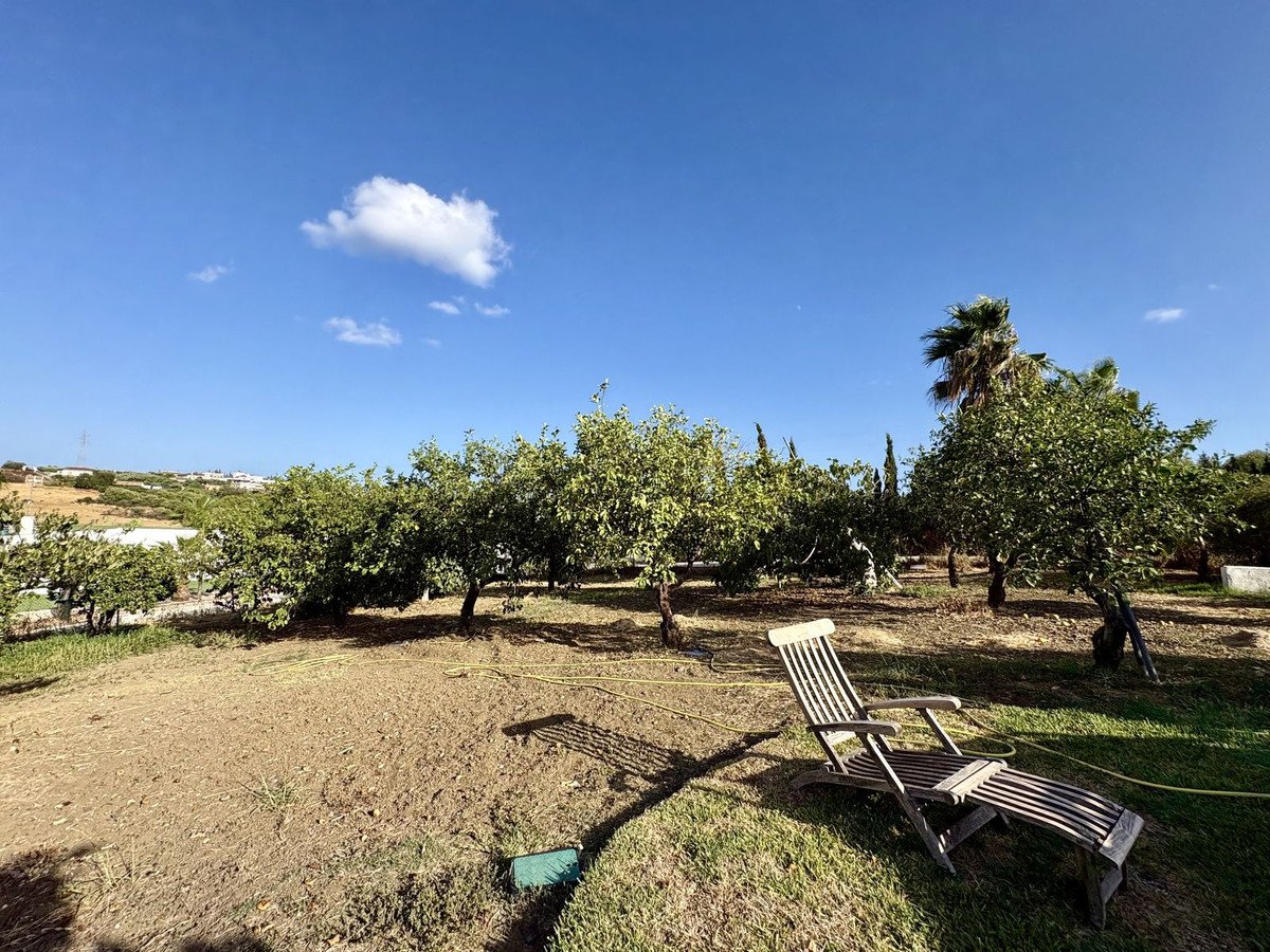Orchard with a wooden chaise lounge in the foreground, palm tree, and sunny blue sky with a cloud.