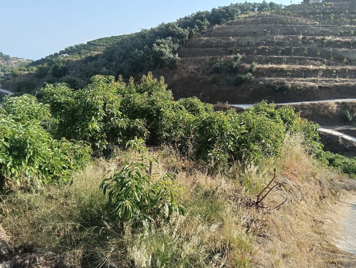 Land in Frigiliana v Frigiliana — Zemljišče
