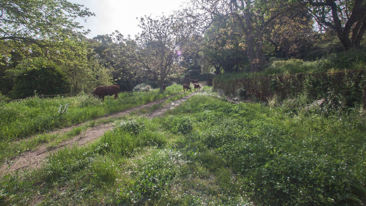 3 Bed Finca - Cortijo in Gaucín في Gaucín — مزرعة - كورتيخو