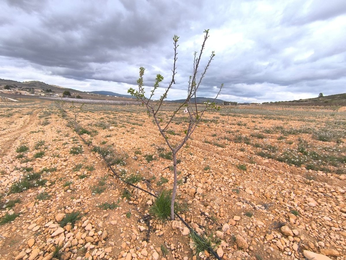 Land in Raspay في Cañada del Trigo, 
