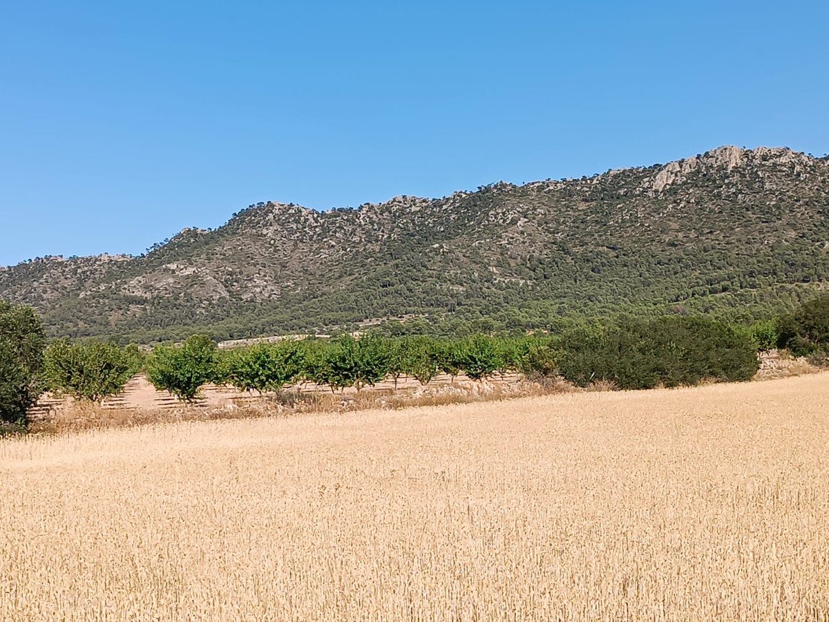 Land in Yecla in Yecla, Land