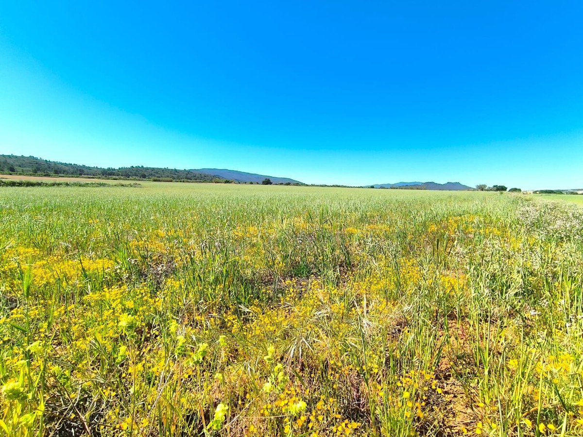 Land in Yecla في Yecla, أرض زراعية