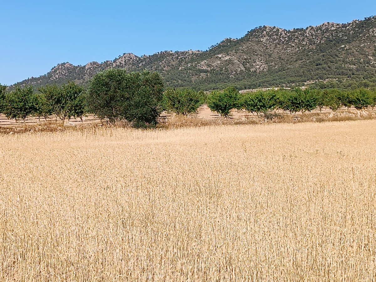 Land in Yecla in Yecla, Land