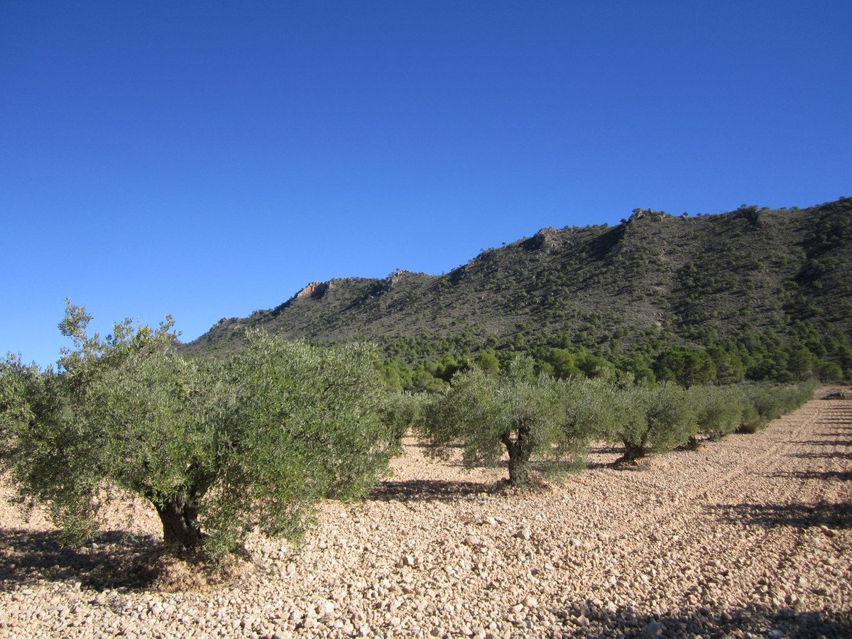 Land in Yecla in Yecla, 