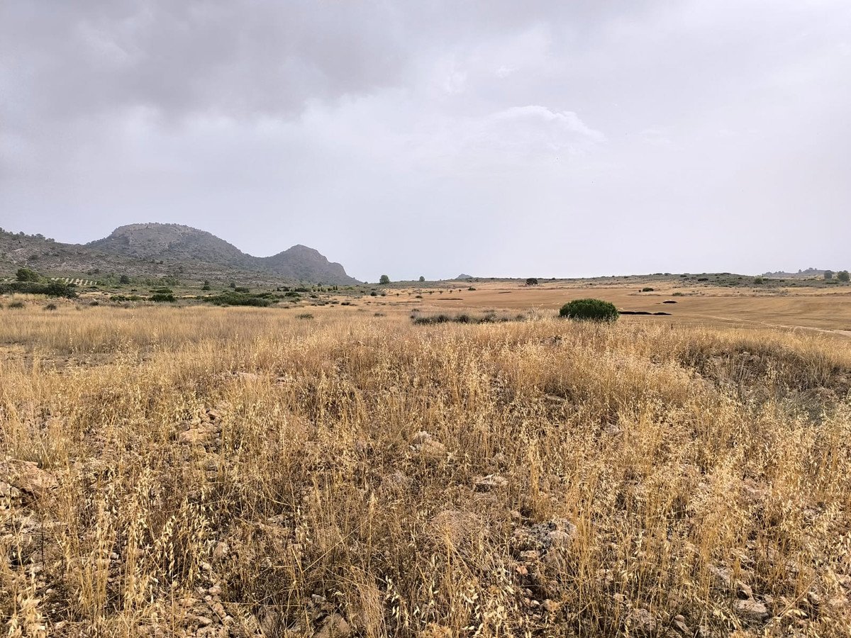 Land in Yecla in Yecla, Land