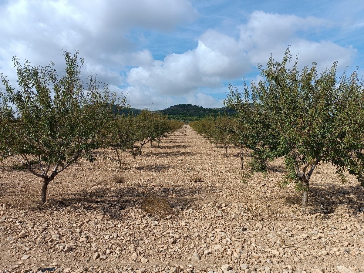 Land in Yecla في Yecla, 