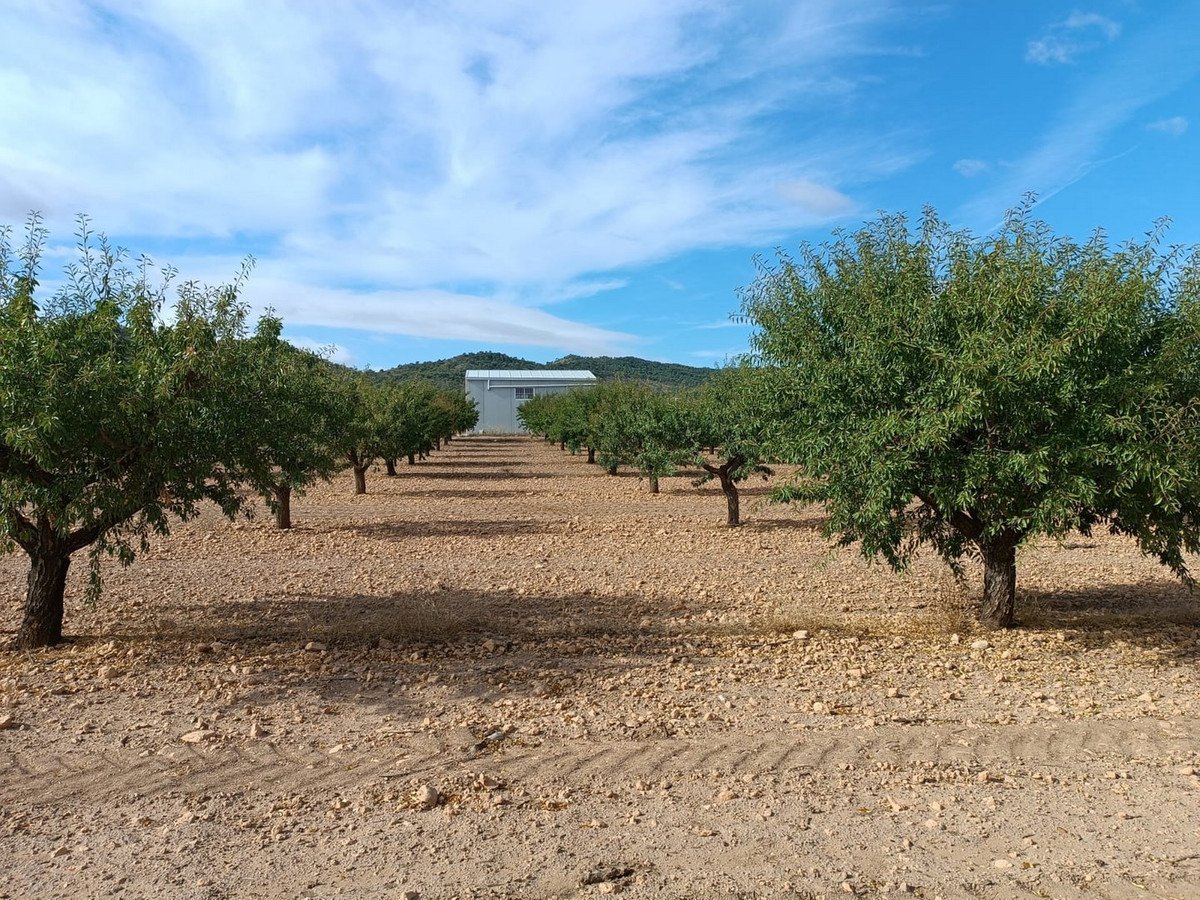 Land in Yecla in Yecla, 