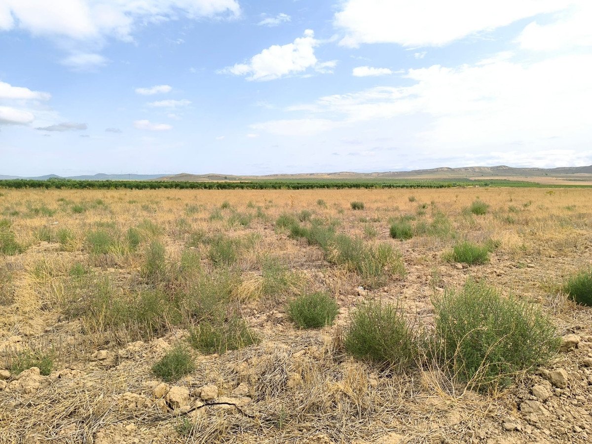 Land in Yecla in Yecla, Land