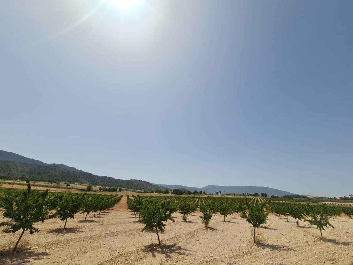 Land in Yecla in Yecla, 