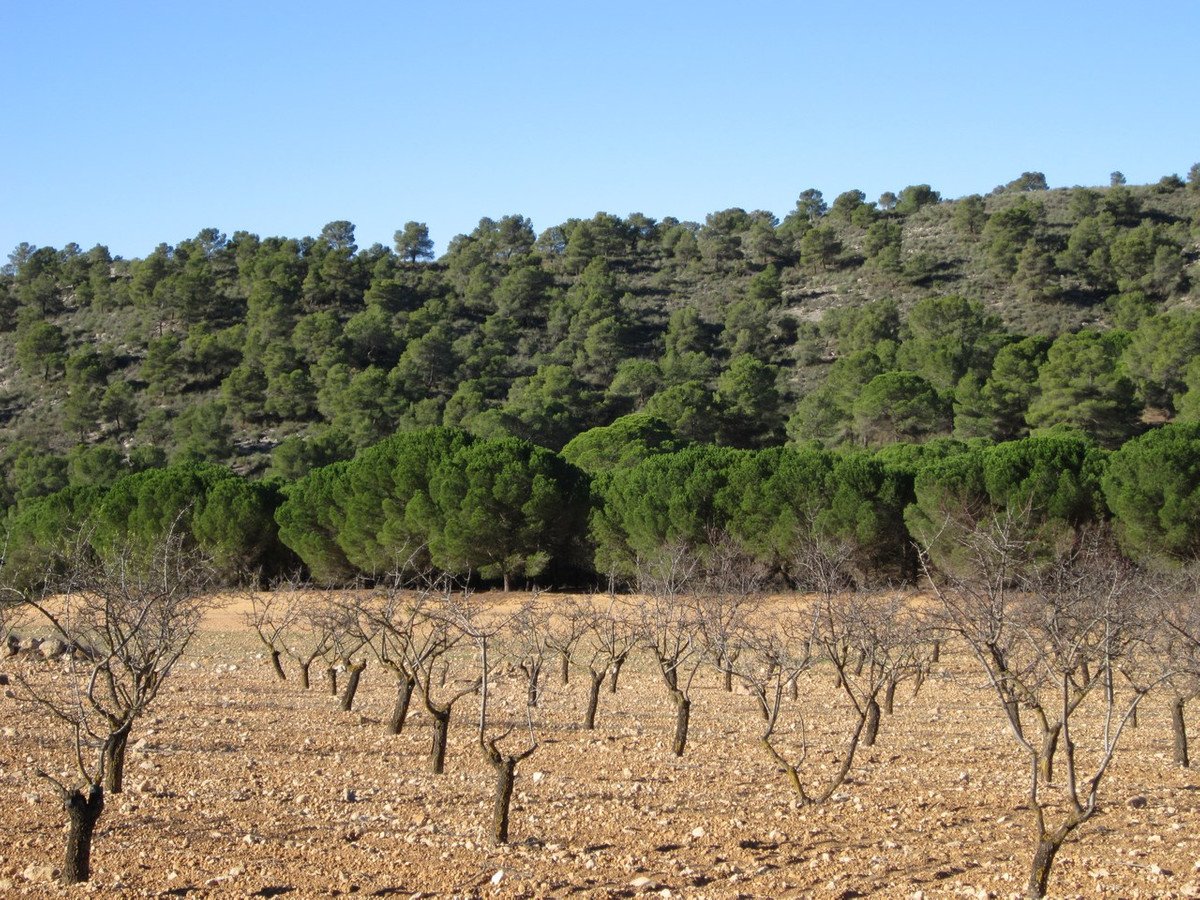 Land in Yecla in Yecla, 
