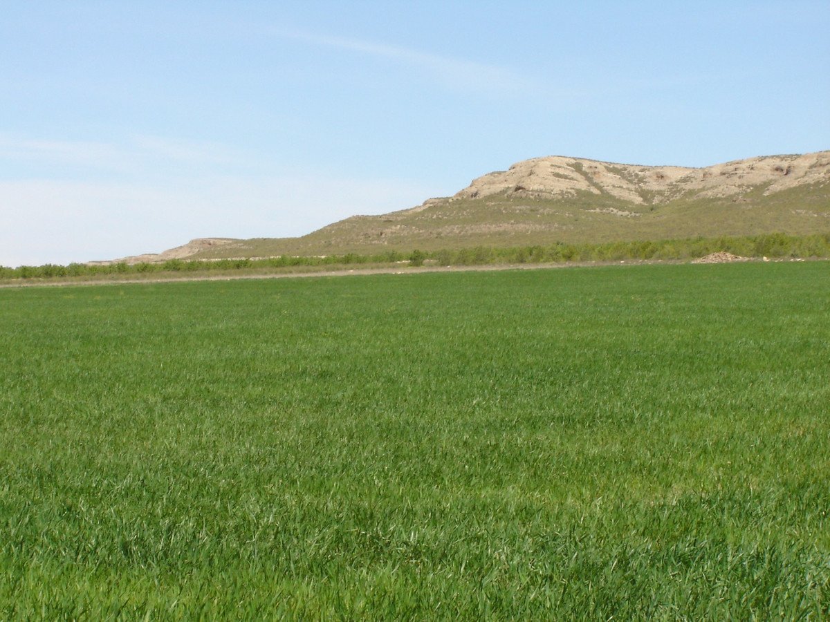 Land in Yecla in Yecla, 