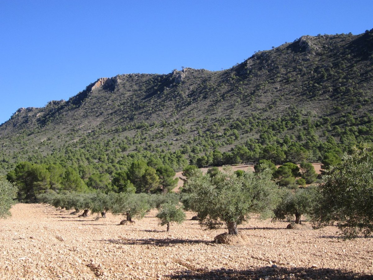 Land in Yecla in Yecla, 