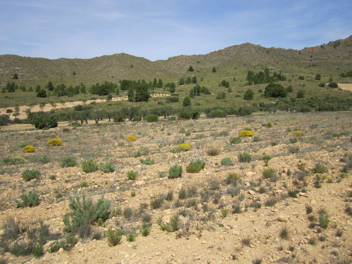 Land in Yecla in Yecla, 