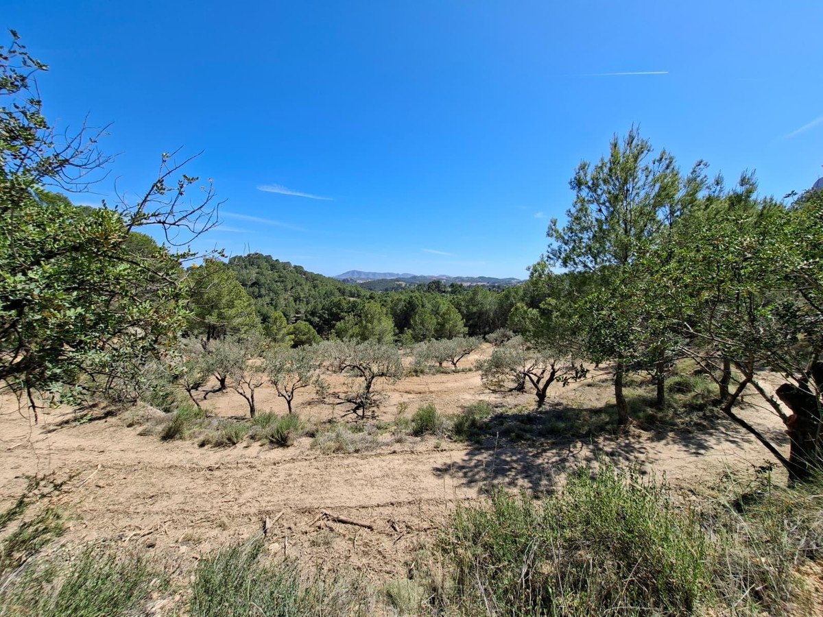 A dry, grassy landscape with scattered olive trees under a clear blue sky with distant hills.