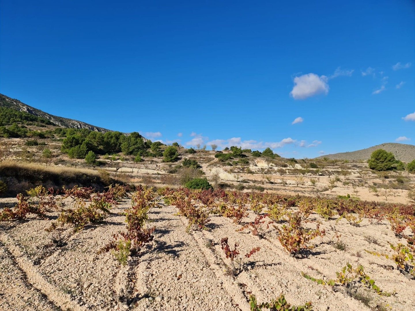 Alt text: Outdoor view of a vineyard with rows of grapevines under a clear blue sky.