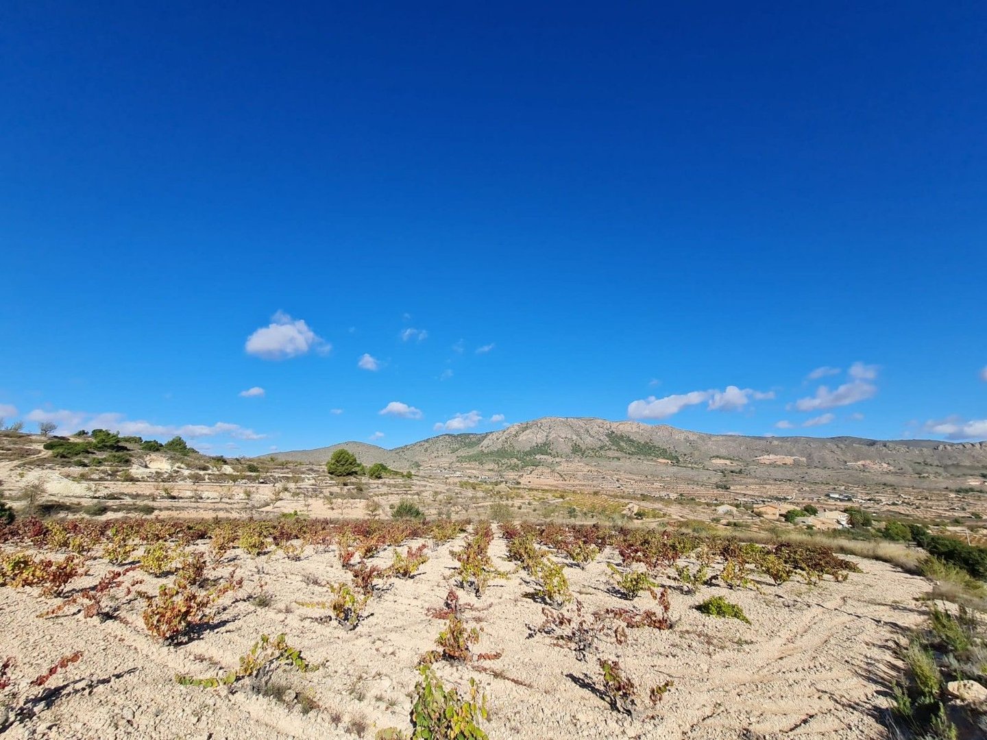 Desert landscape with clear blue sky, mountain view, sparse vegetation.