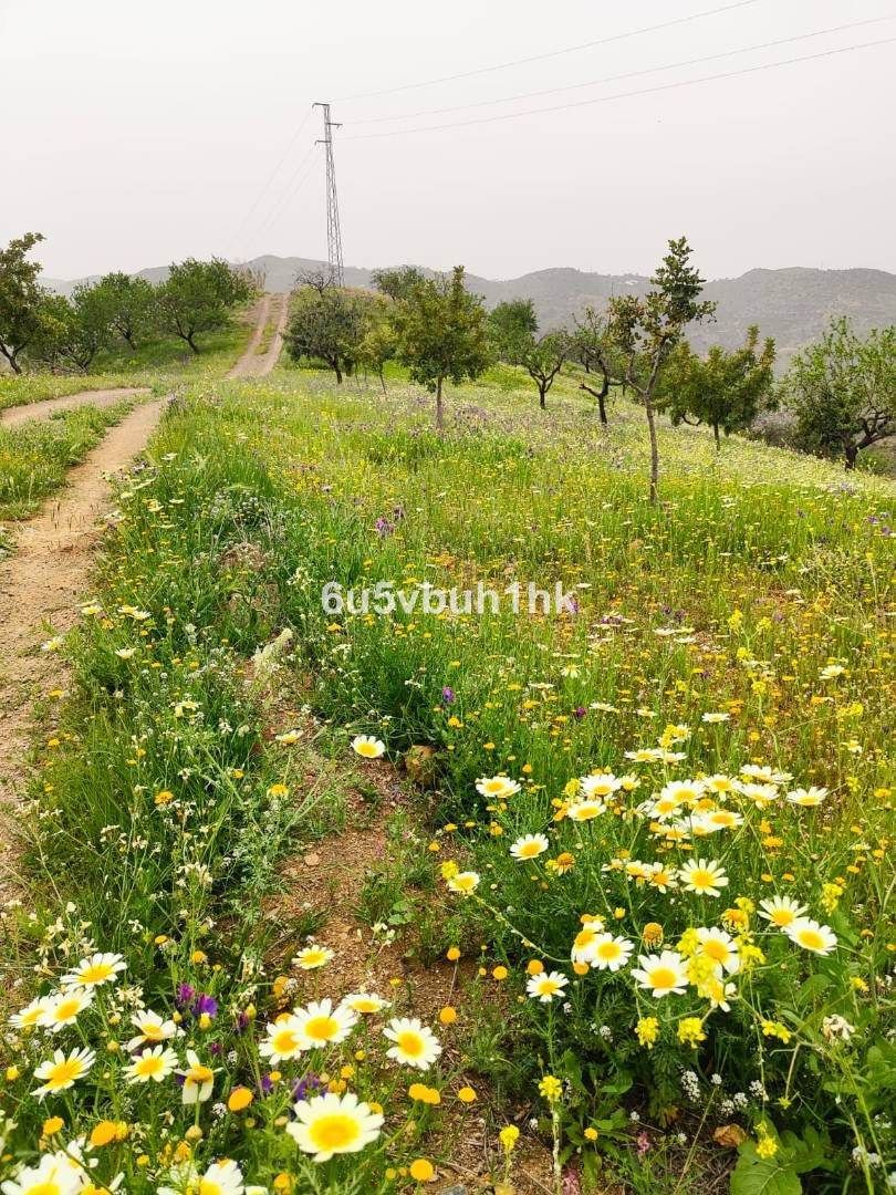 12 photo