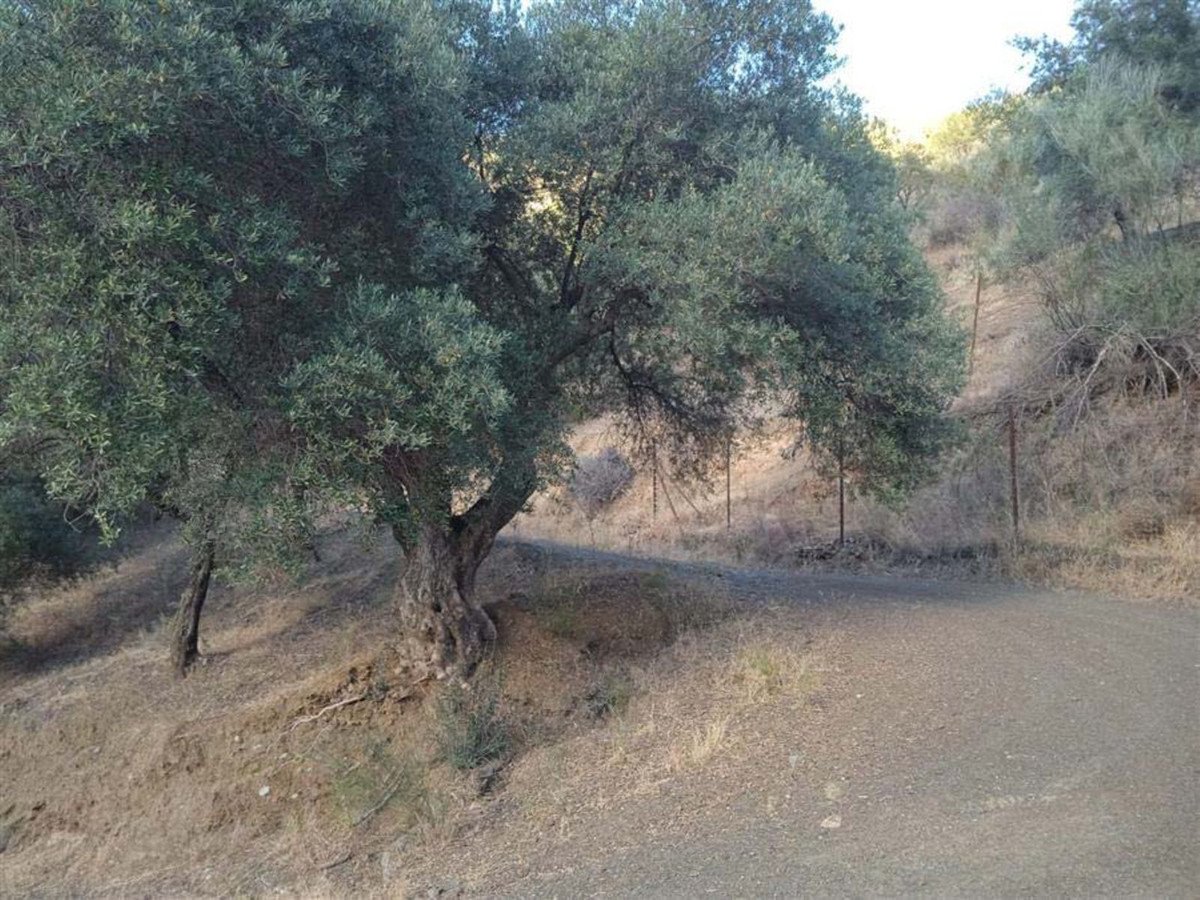 A dirt road curves past mature olive trees on a dry, hilly landscape with a fence in the background.