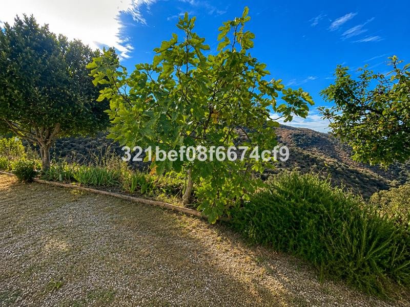 A fig tree in the foreground with a lush hillside and blue sky in the background.