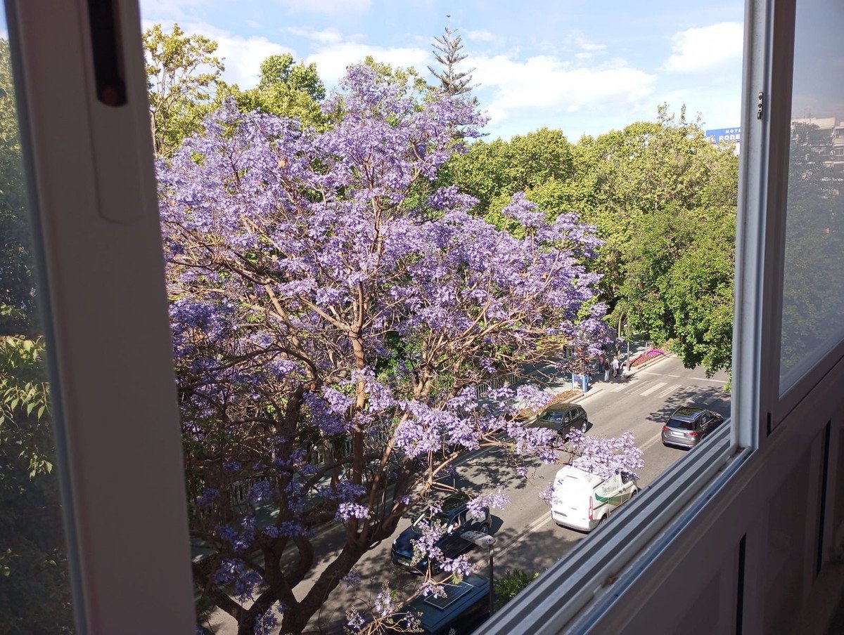Chambre avec grande fenêtre, vue arbre violet et rue.