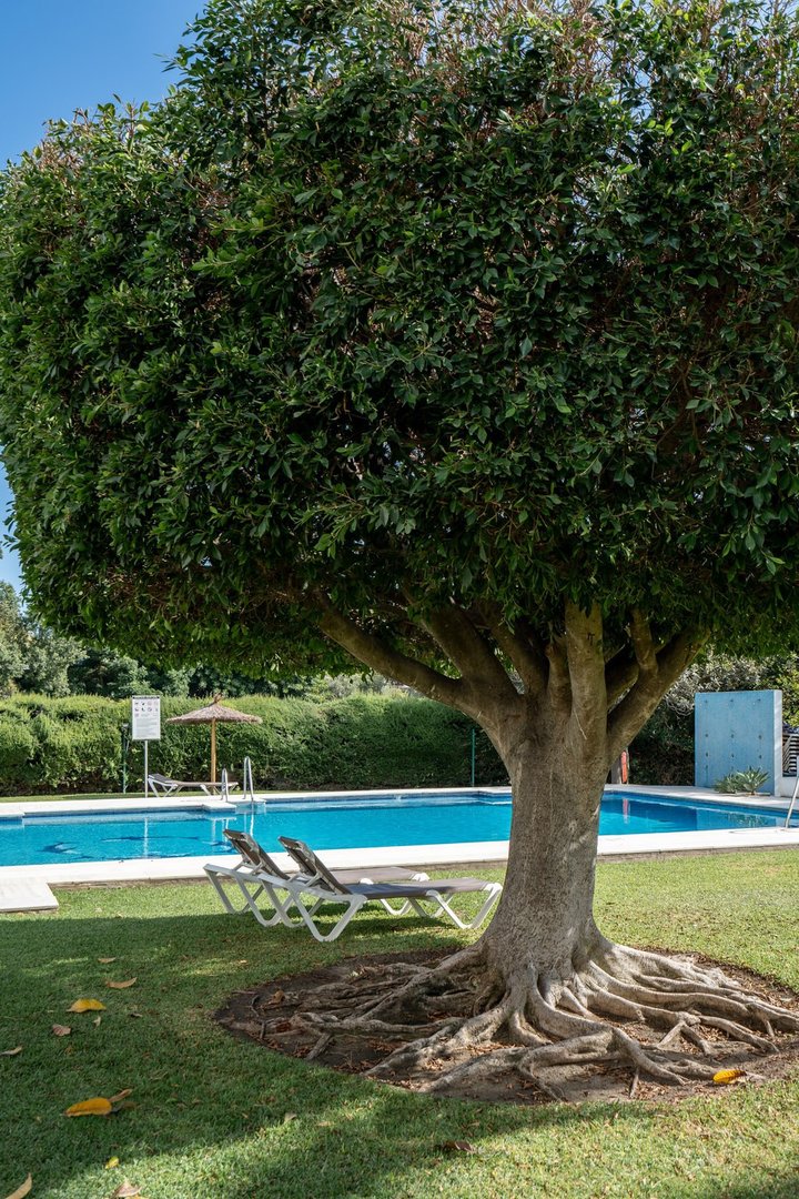 Lush tree shades lounge chairs beside a bright blue pool in a sunny garden.
