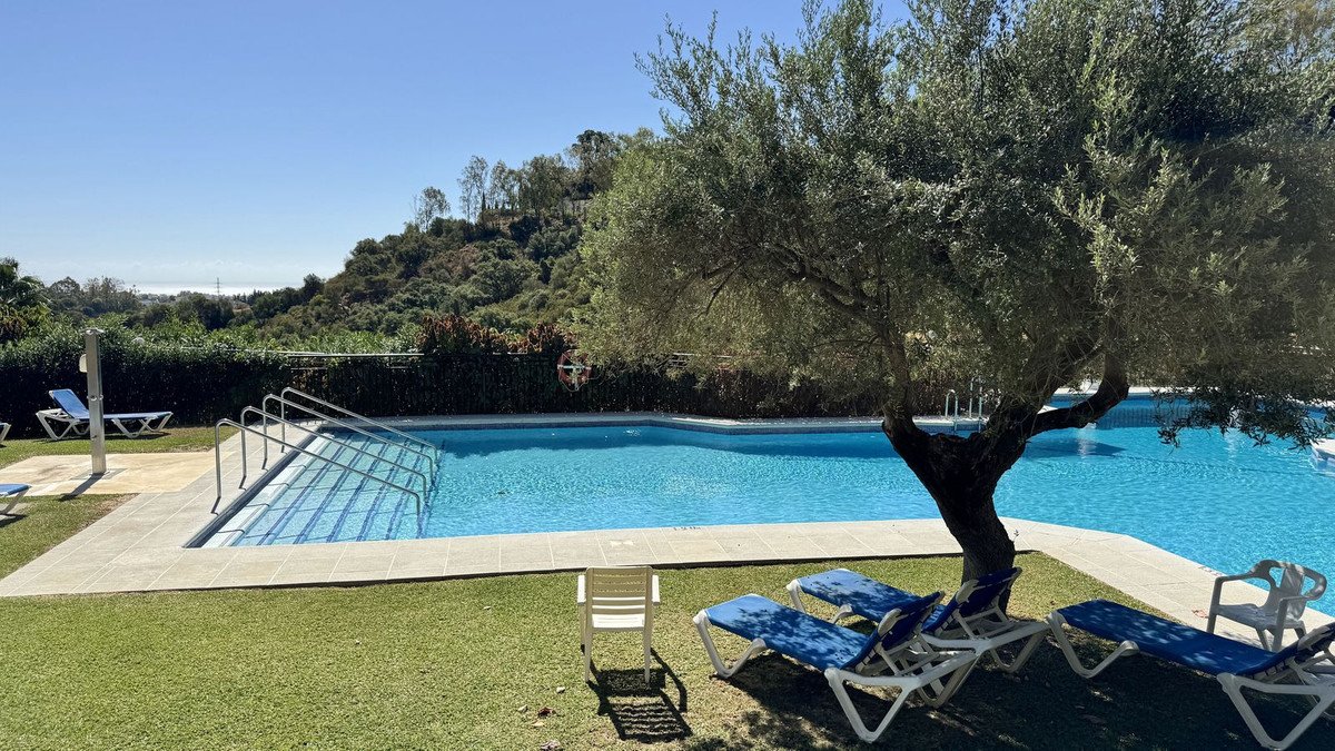 A large, blue swimming pool with steps, surrounded by a lawn and lounge chairs, under an olive tree.