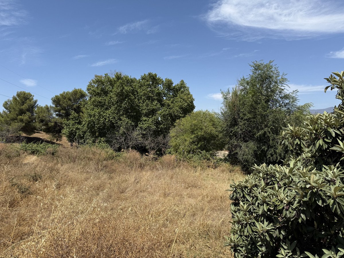 A dry, grassy field with various trees and a bright blue sky overhead.