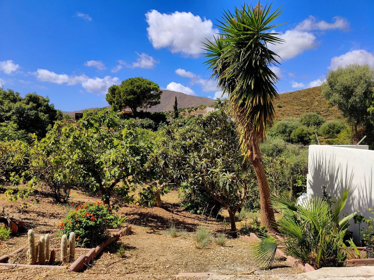 Sunny garden with fruit trees, a palm tree, cacti, and hills in the background under a blue sky with clouds.