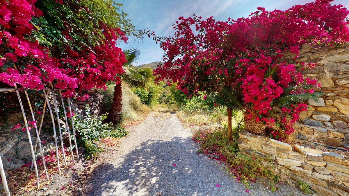 Landweg omzoomd met bougainvillea en stenen muren.