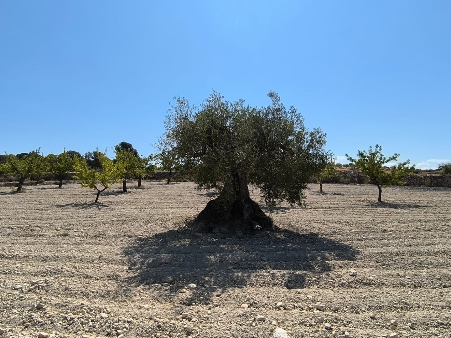 02 olive tree orchard landscape