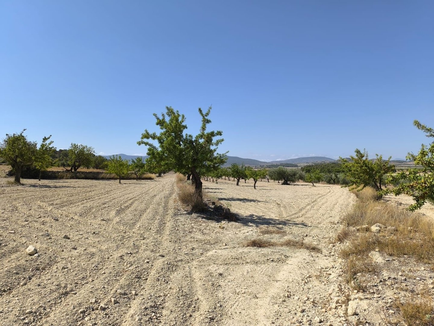 03 olive orchard view