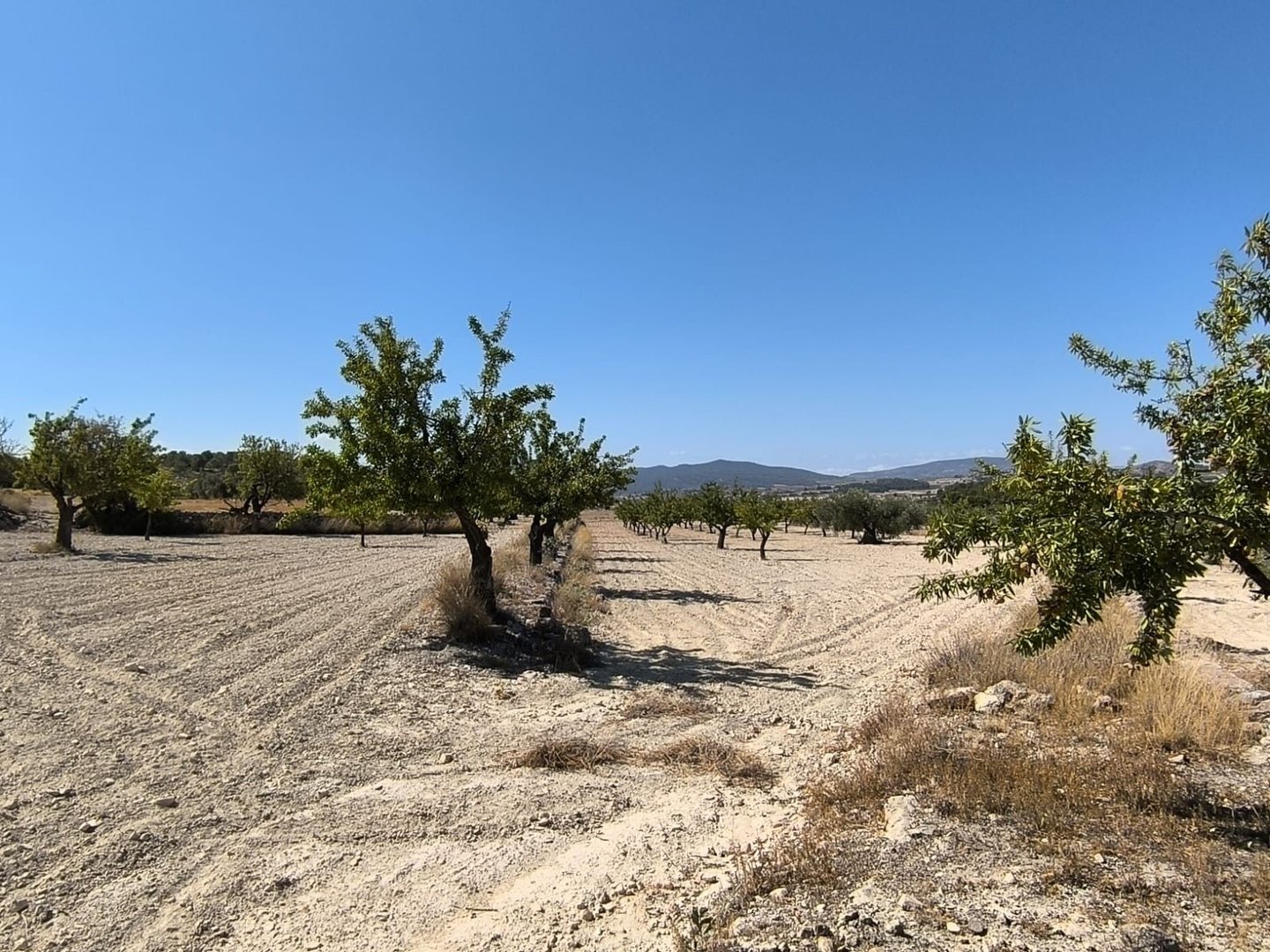 04 olive orchard landscape