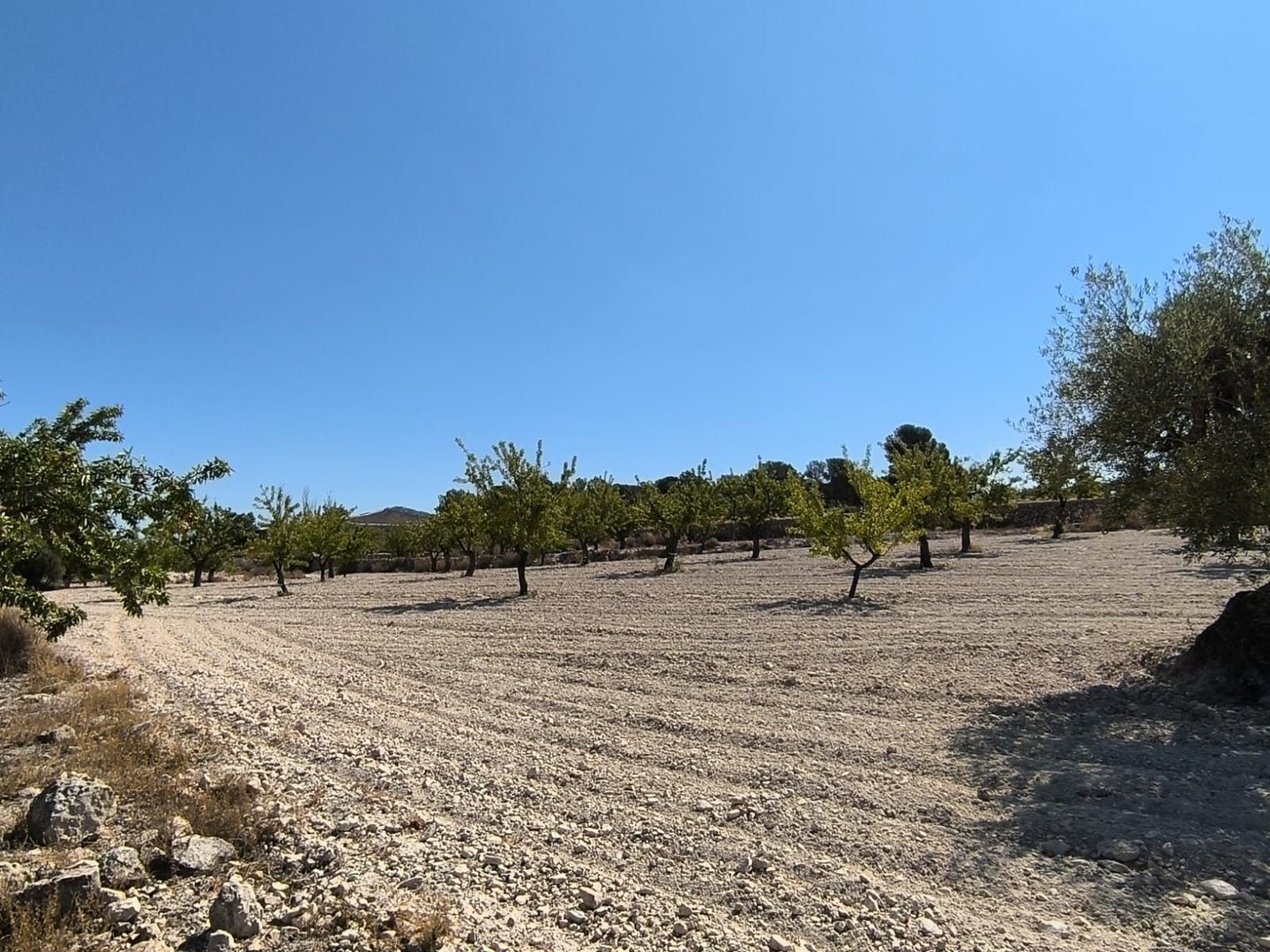 05 olive orchard view