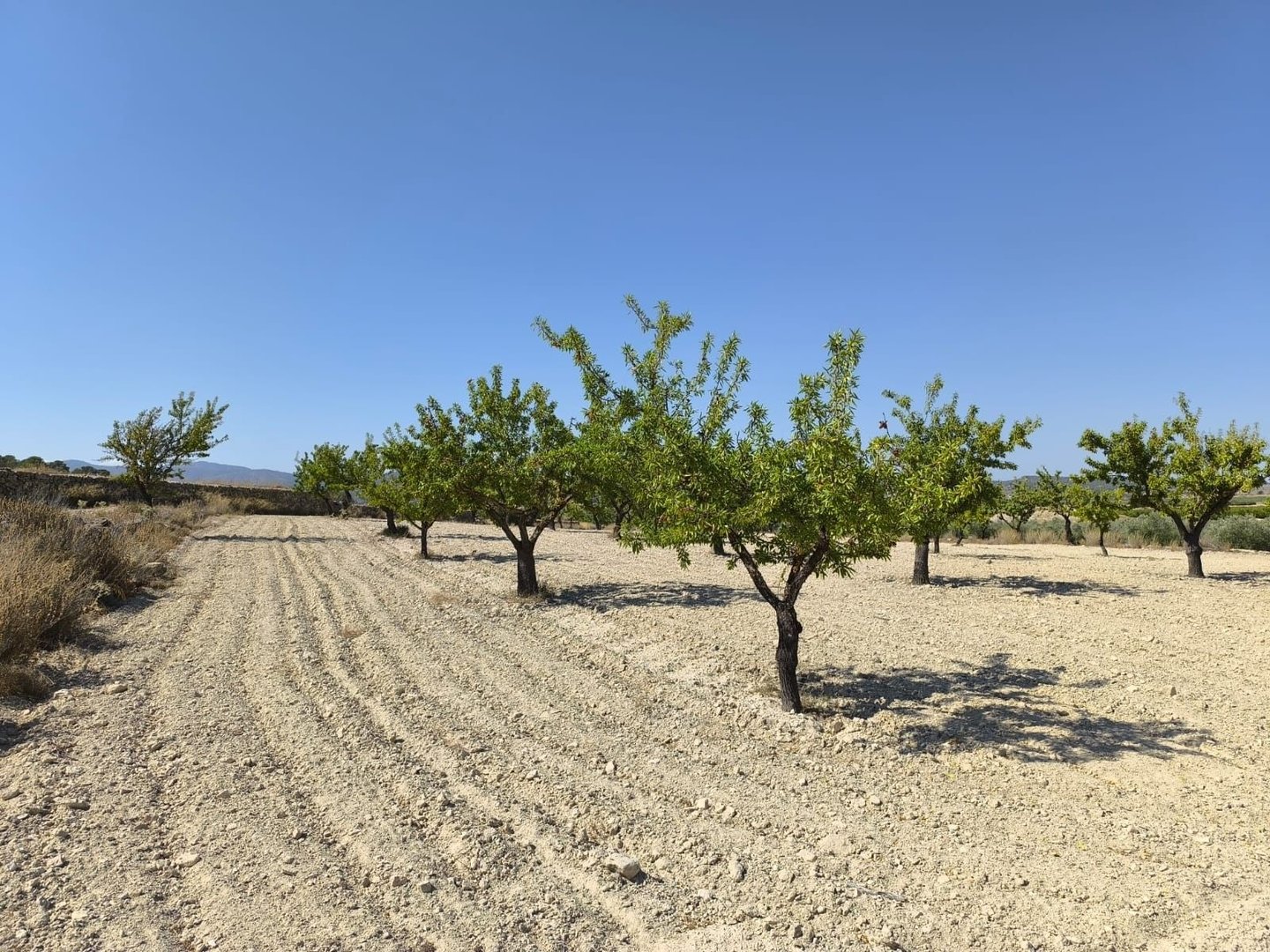 06 orchard fruit trees