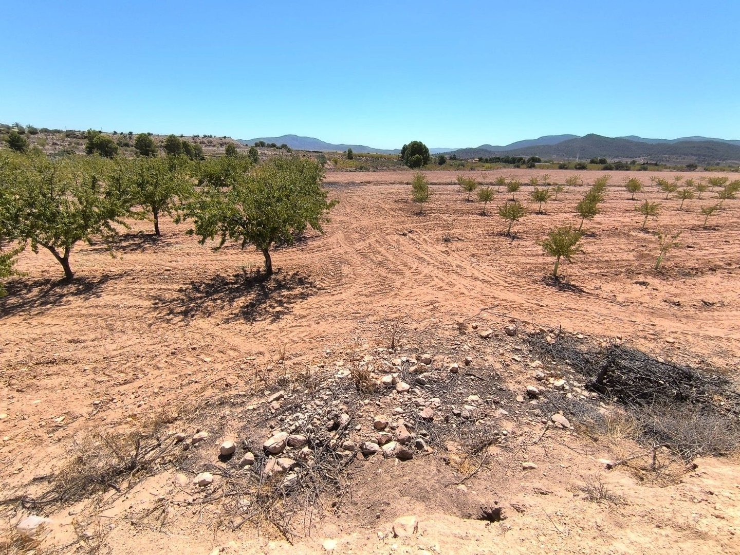 Land in Monóvar in Monóvar — Land