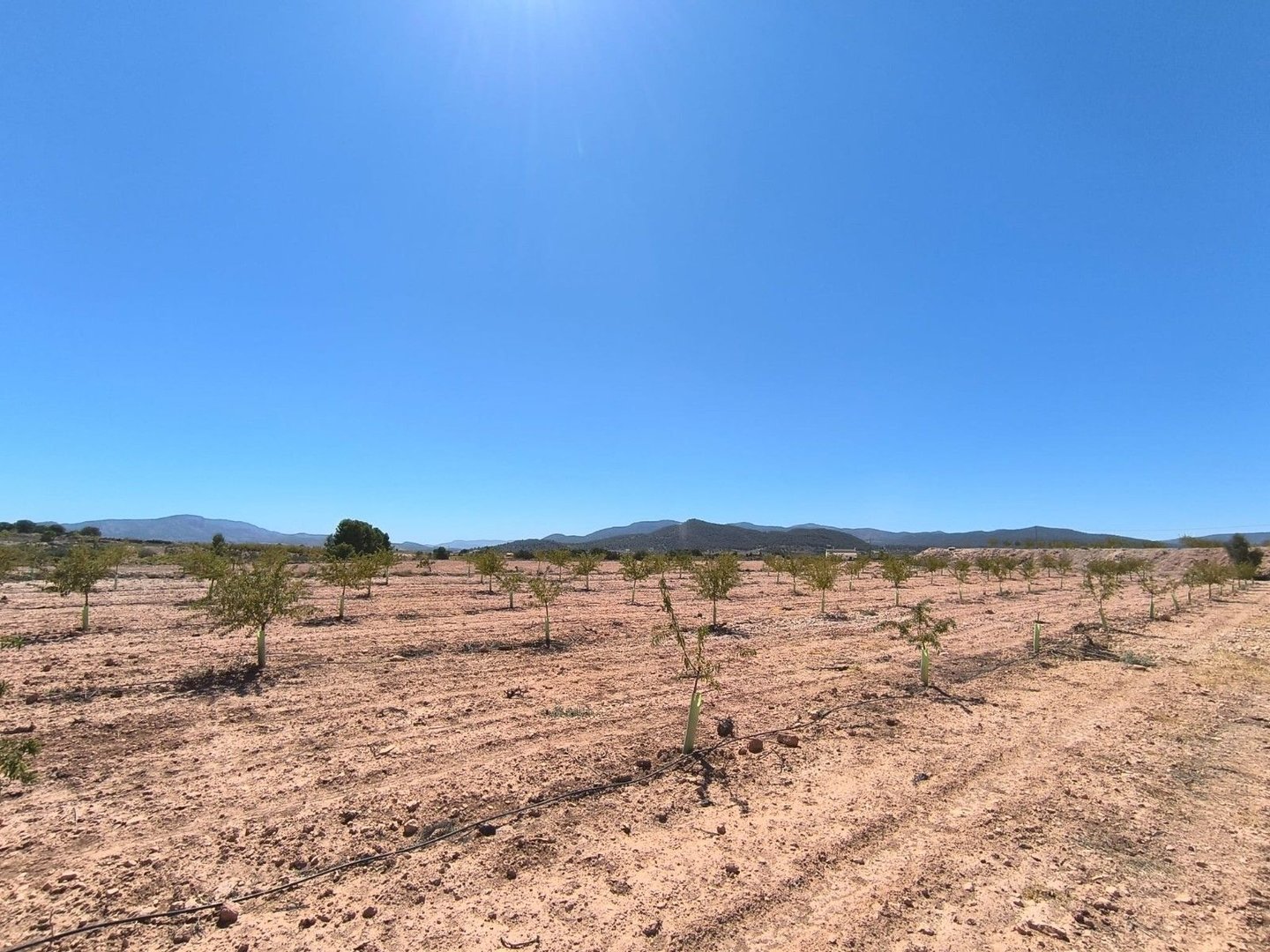 Droog, dor landschap met jonge bomen en verre bergen onder blauwe hemel.