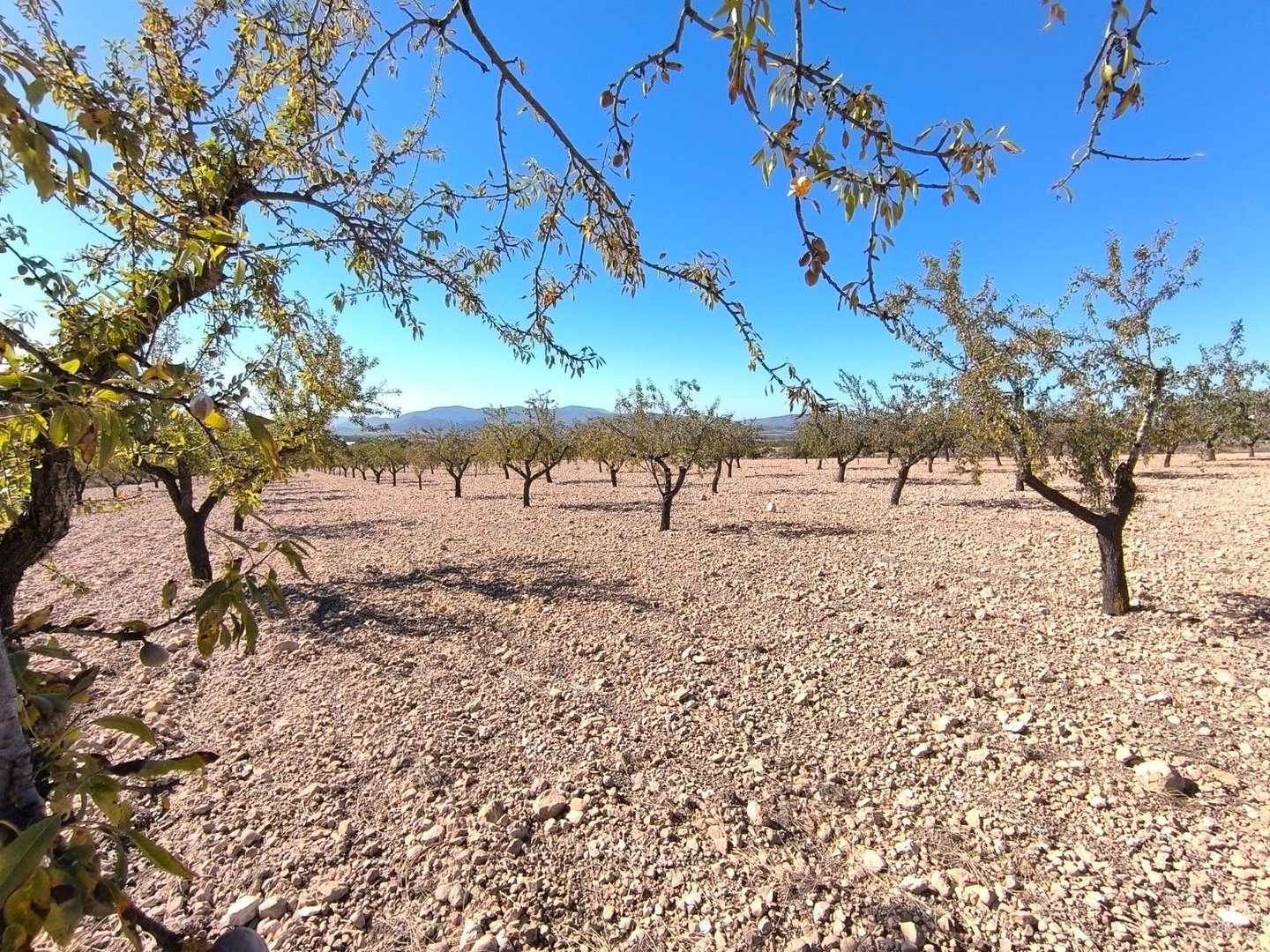 Land in Monóvar i Monóvar — Grund