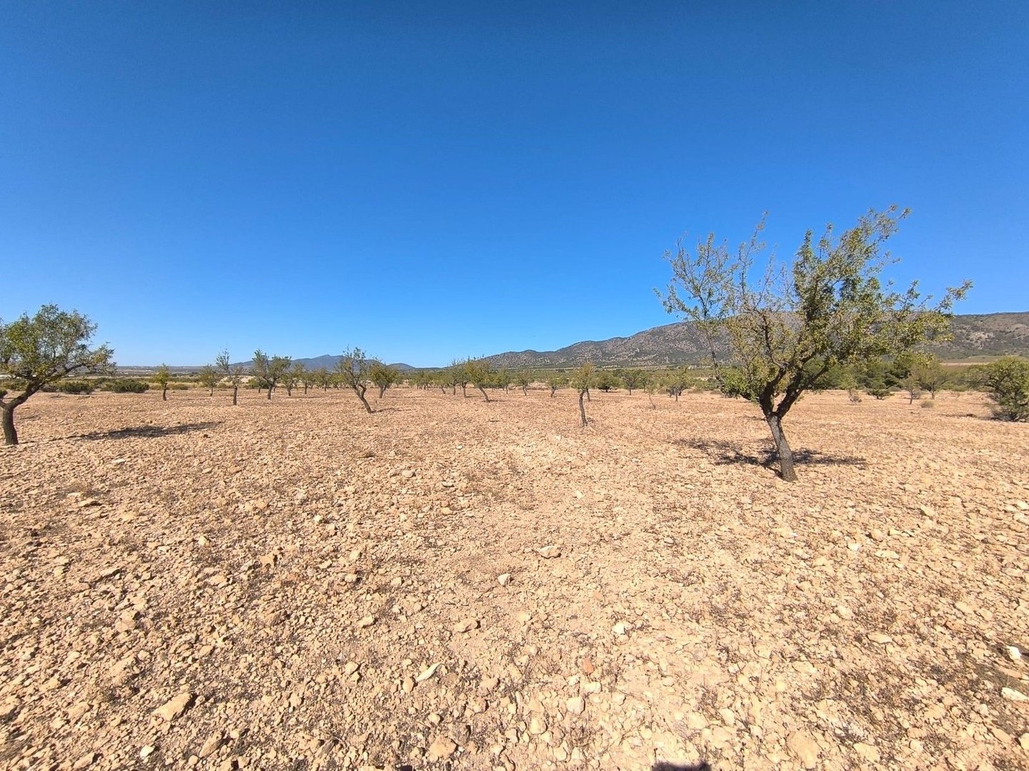 Land in Monóvar in Monóvar — Land