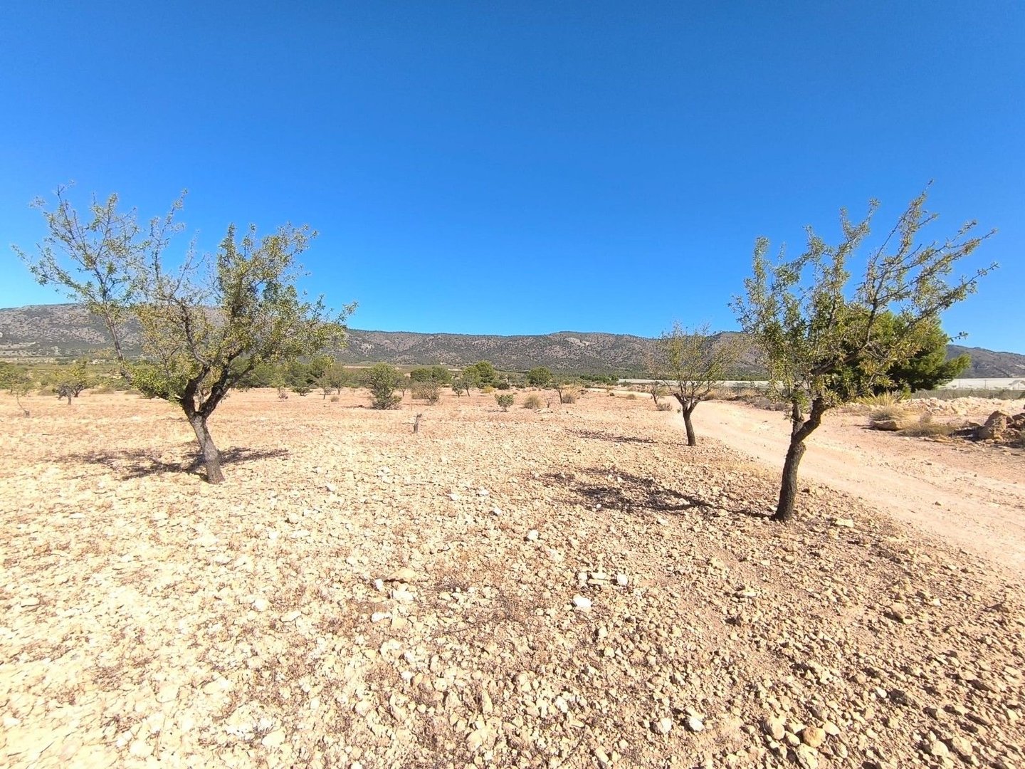 Droog, rotsachtig landschap met weinig bomen en bergen onder blauwe lucht.