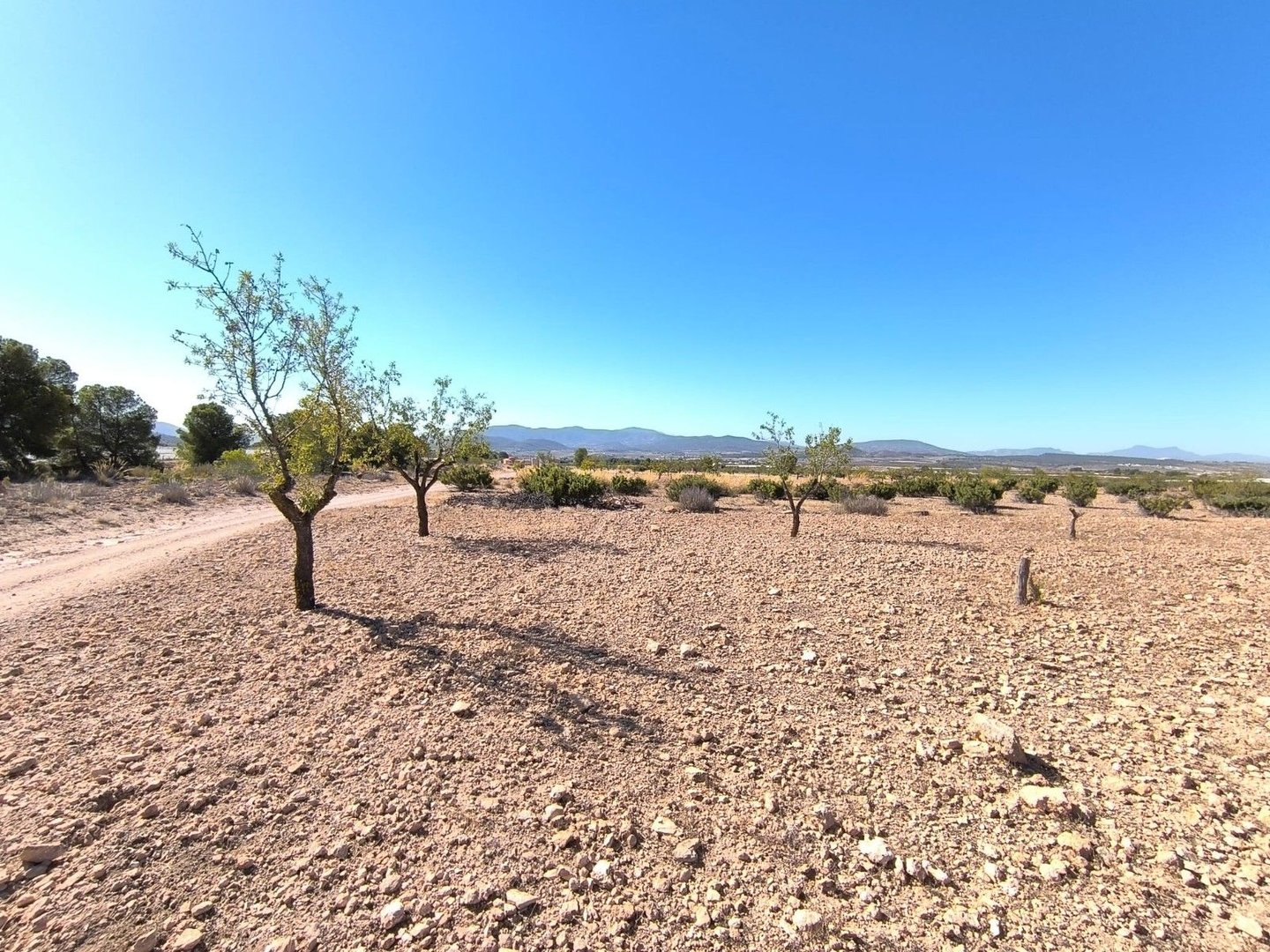 Woestijnlandschap met weinig begroeiing, blauwe lucht en bergen.