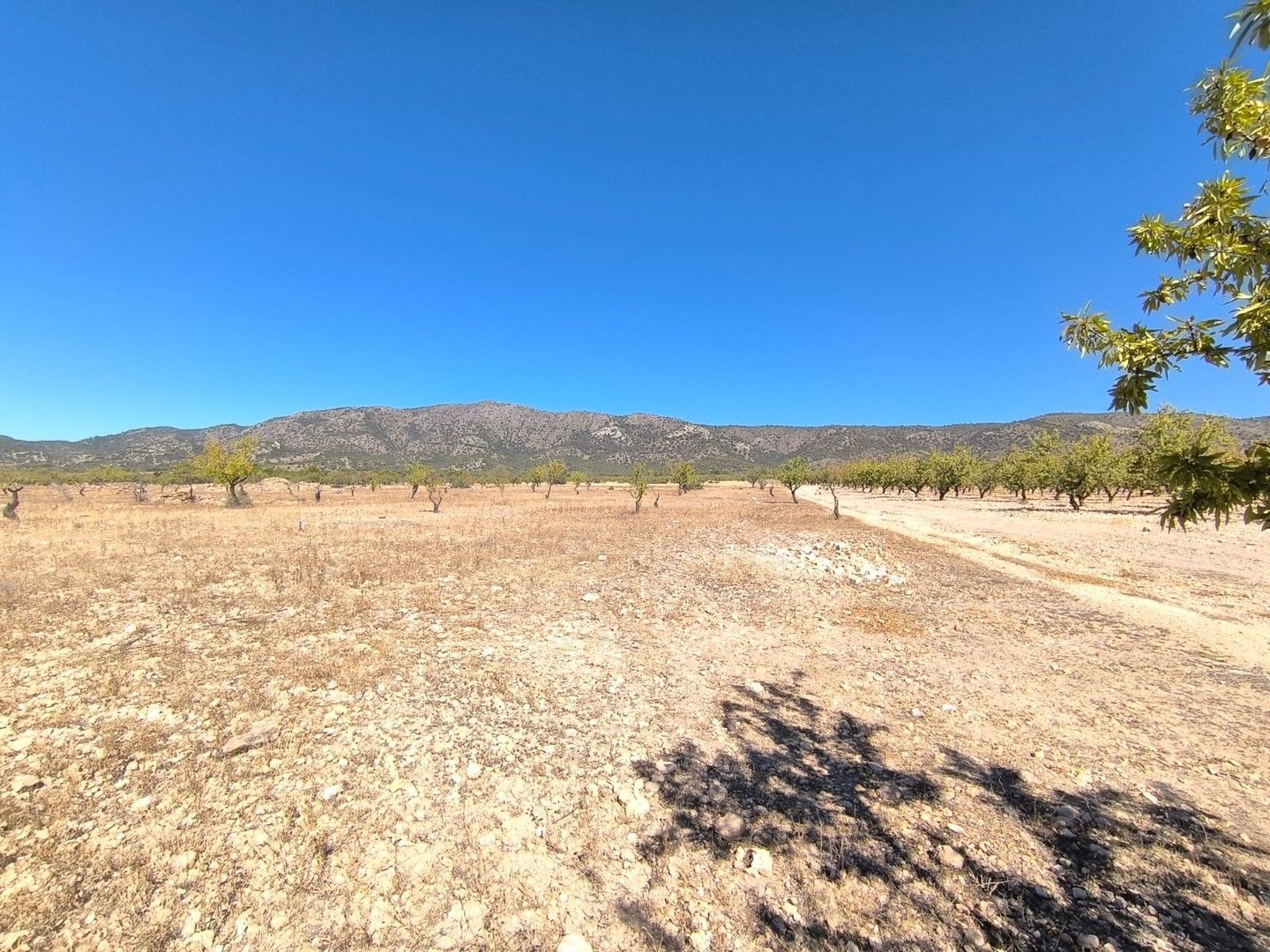 Land in Monóvar i Monóvar — Tomt