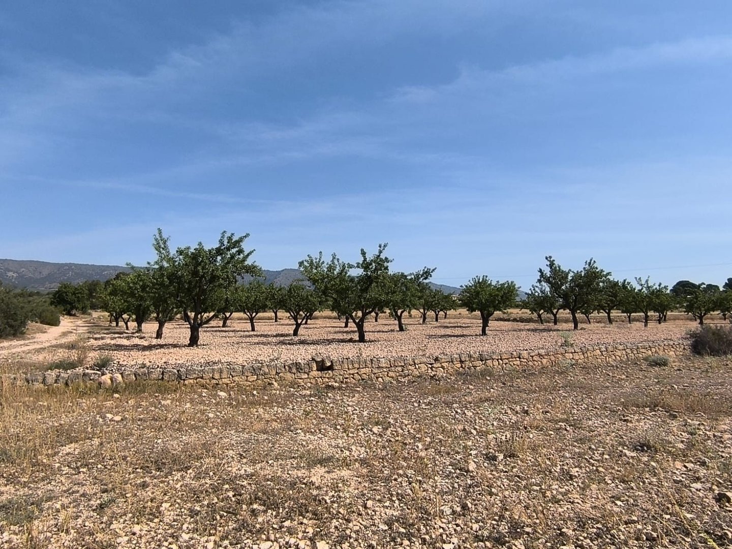 Land in Monóvar kohteessa Monóvar — Maa