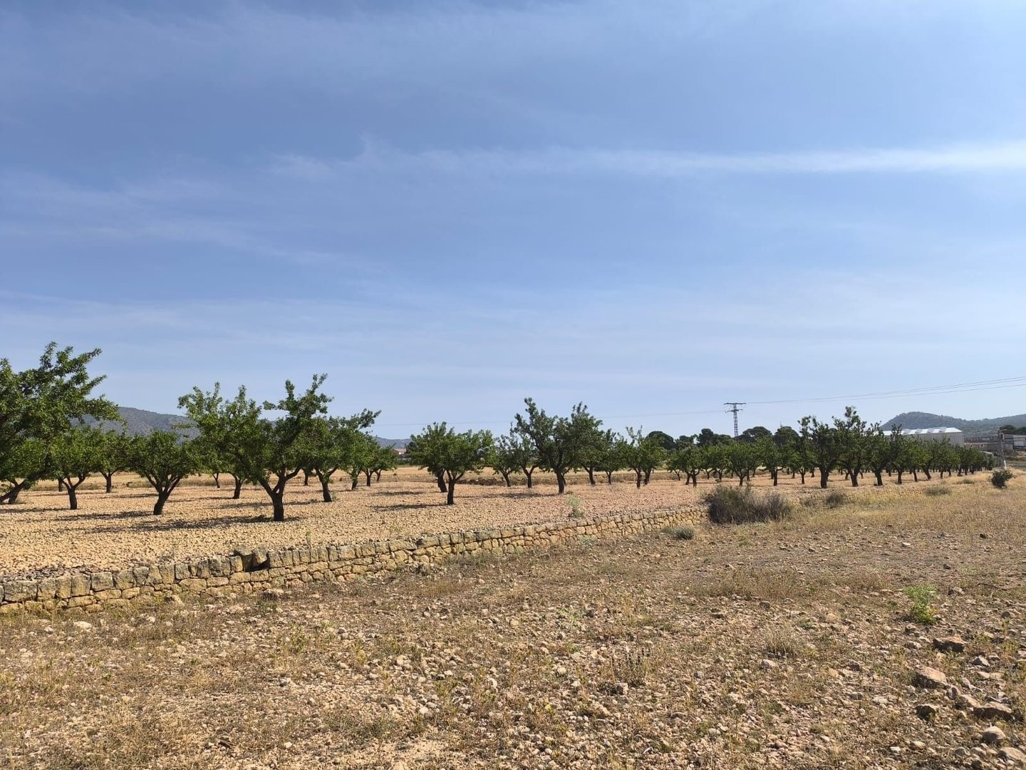 02 orchard landscape sunlit