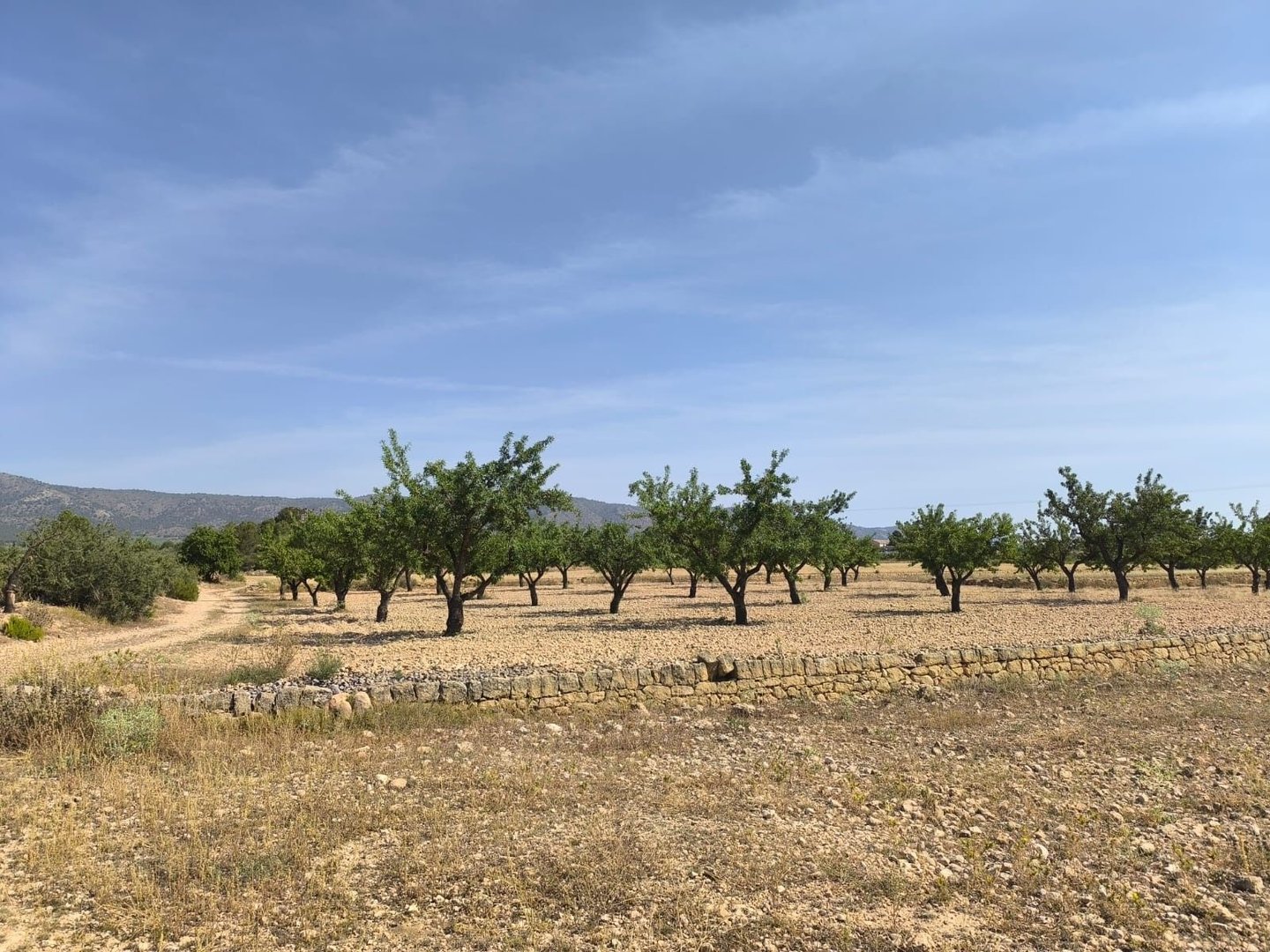 05 olive orchard view